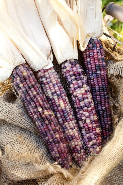 purple heirloom corn from Amazon